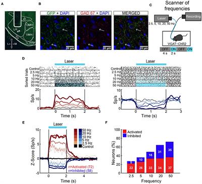 Lateral Hypothalamic GABAergic Neurons Encode and Potentiate Sucrose's Palatability